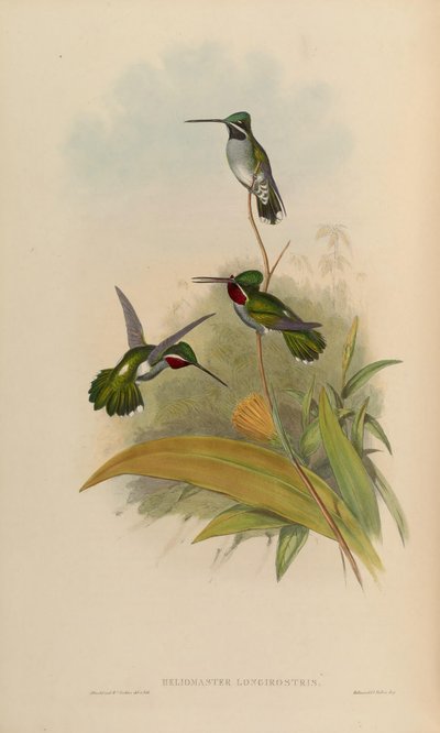 Heliomaster Longirostris by John Gould